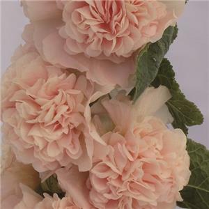 Alcea rosea Chaters Double Apricot_19809_1 kopen