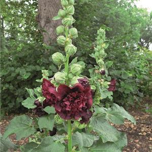 Alcea rosea Chaters Double Purple_11337_1 kopen