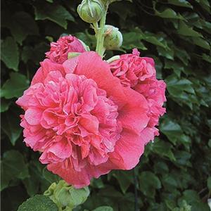 Alcea rosea Chaters Double Rose_11338_1 kopen
