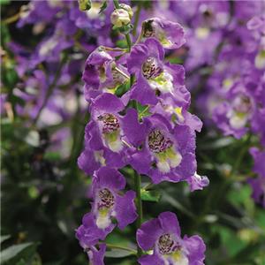 Angelonia blue kopen