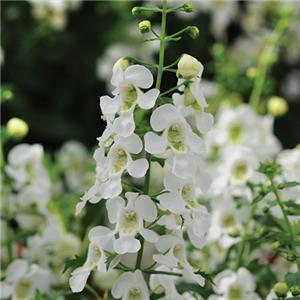 Angelonia white kopen