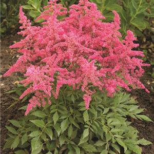 Astilbe arendsii Astary Rose Shades_15860_1 kopen