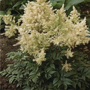 Astilbe arendsii Astary White_15859_2 kopen