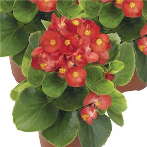 Begonia red kopen