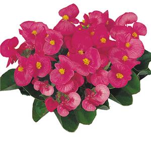 Begonia semperflorens Mascotte Rose kopen