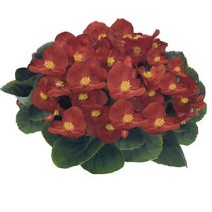 Begonia semperflorens Mascotte Scarlet Imp kopen