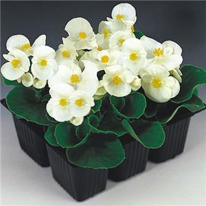 Begonia semperflorens Mascotte White kopen