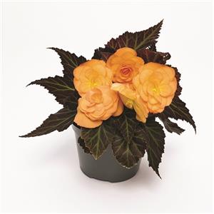Begonia tuberhybrida GO!Early F1 Bright Orange Bronze Leaf_32488_1 kopen