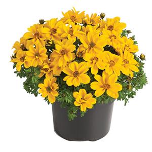 Bidens ferulifolia Yellow Sunshine kopen