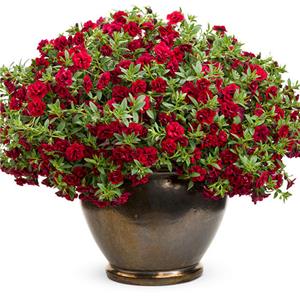 Calibrachoa Superbells Double Ruby kopen