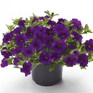 Calibrachoa dark blue kopen