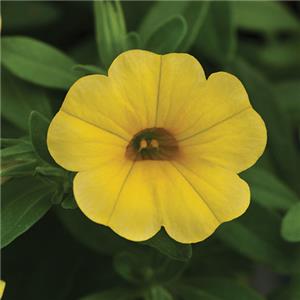 Calibrachoa x hybrida Cabaret Pure Yellow kopen