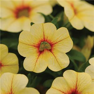 Calibrachoa x hybrida Conga Lemon kopen