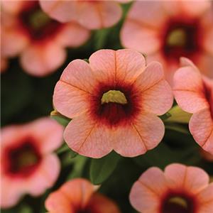 Calibrachoa x hybrida Conga Orange kopen