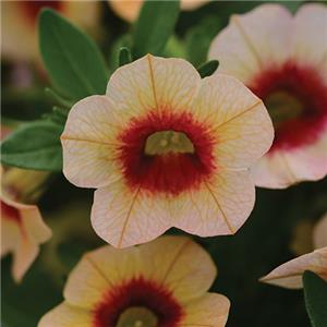 Calibrachoa x hybrida Conga Peach Kiss kopen