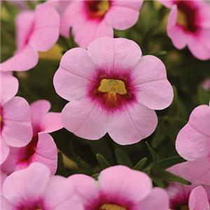 Calibrachoa x hybrida Conga Pink Kiss kopen