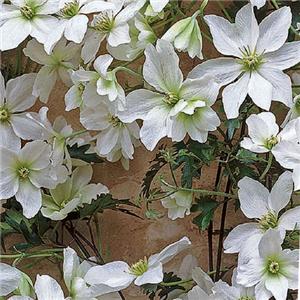 Clematis Avalanche kopen