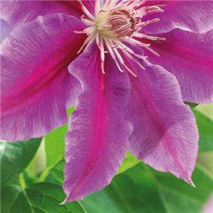 Clematis Dr Ruppel kopen