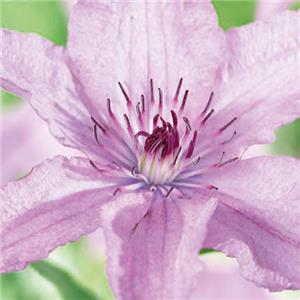 Clematis Hagley Hybrid kopen