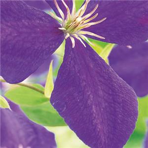 Clematis Jackmanii kopen