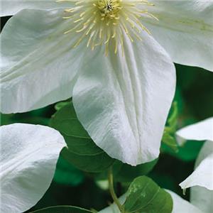 Clematis Madame le Coultre kopen