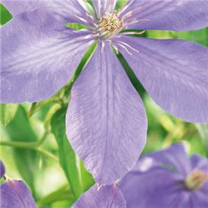 Clematis Mrs Cholmondeley kopen