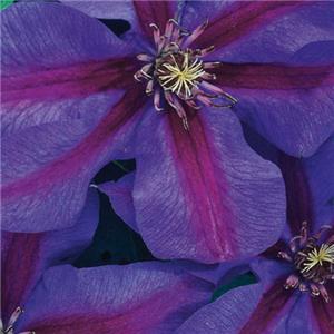 Clematis Mrs N Thompson kopen