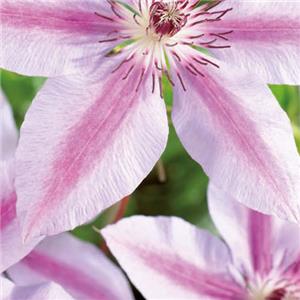 Clematis Nelly Moser kopen