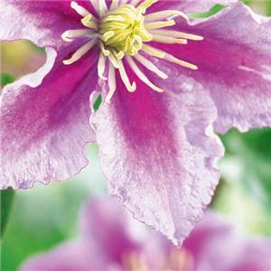 Clematis Paul Farges Piilu kopen