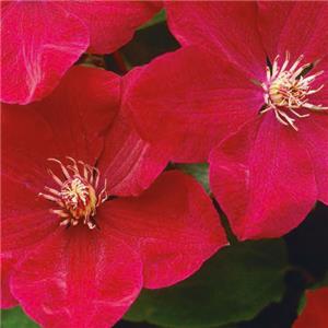 Clematis Rouge Cardinal kopen