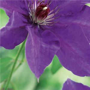 Clematis The President kopen