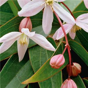 Clematis armandii Apple Blossom kopen