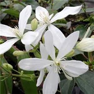 Clematis armandii kopen