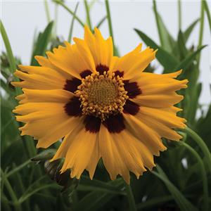 Coreopsis 