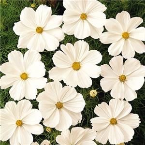 Cosmos bipinnatus Sonata White kopen