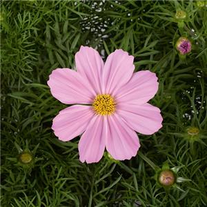 Cosmos bipinnatus Symphony Pink_10694_4 kopen