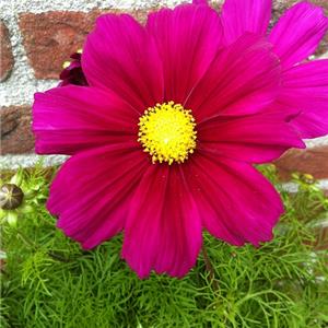 Cosmos bipinnatus Symphony Violet_32146_6 kopen