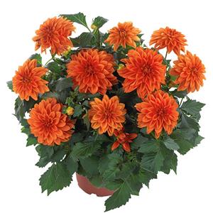 Dahlia Hypnotica Orange kopen