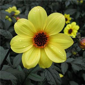 Dahlia Mystic Illusion kopen