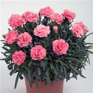 Dianthus Colori Large Flower Primo Pink kopen