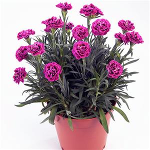 Dianthus Colori Large Flowers Washington Lilac Black kopen