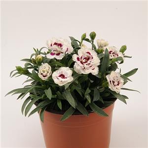 Dianthus Disco Rumba White Dark Pink kopen