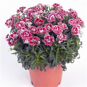 Dianthus Roselly Joy Bicolor kopen