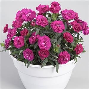 Dianthus Roselly Purple kopen