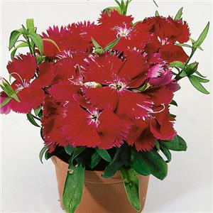 Dianthus chinensis Scarlet kopen