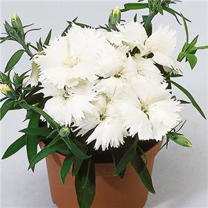 Dianthus chinensis White kopen