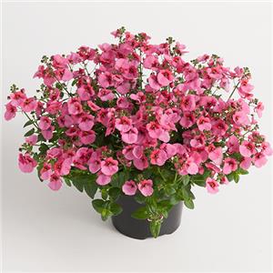 Diascia barberae Juliet Pink kopen