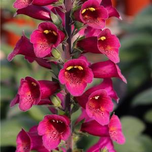 Digitalis x hybrida Foxlight Plum Gold_33154_1 kopen