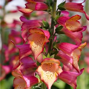 Digitalis x hybrida Foxlight Rose Ivory_33143_2 kopen