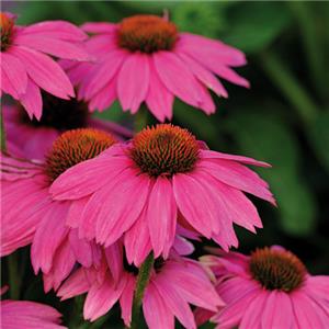 Echinacea purpurea PowWow Wild Berry kopen